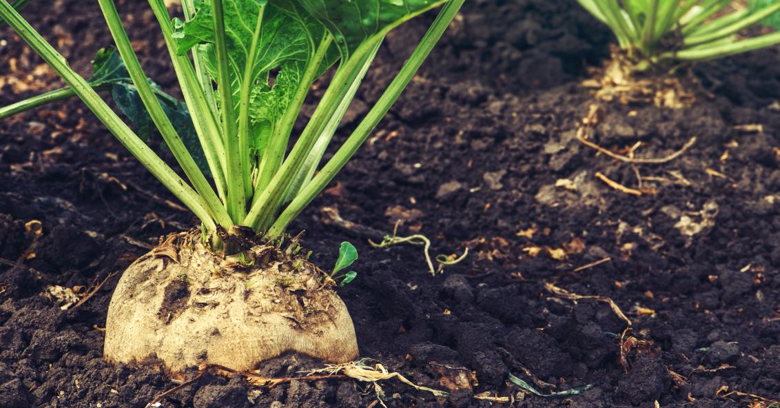 Cukrov epa Syngenta cukrov-epa-syngenta